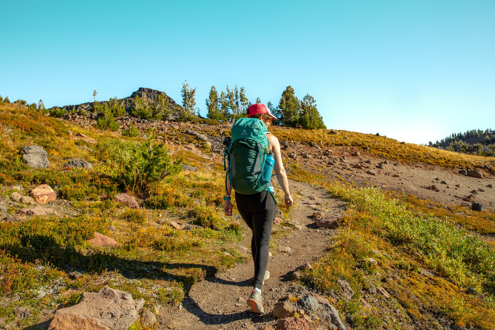 Hikers ascending a forested trail in the Pacific Northwest