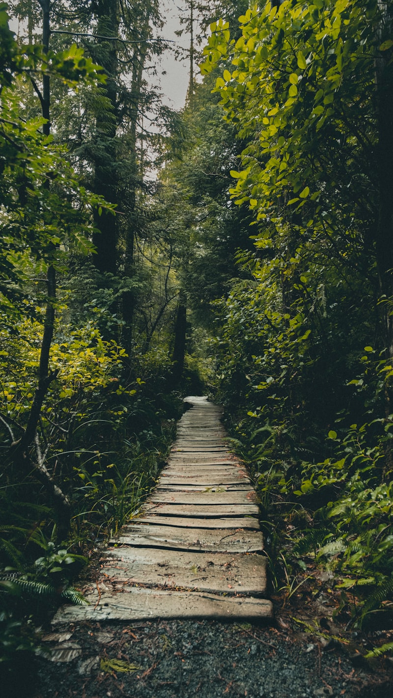 Forested trail through cedar and fir trees on the Pine Ridge Loop