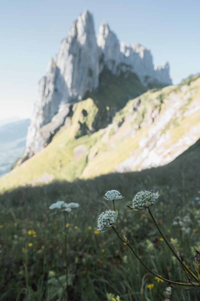 Wildflowers blooming across a high mountain meadow on the Wildflower Traverse